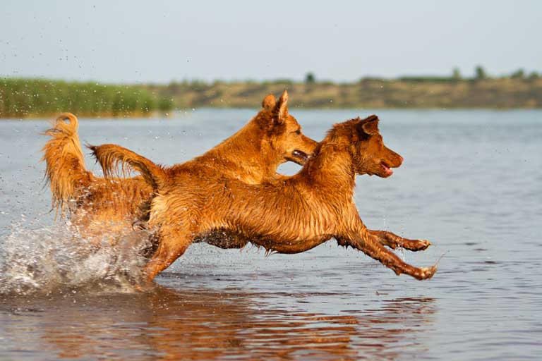 Anfahrt Hundeschule Markkleeberg