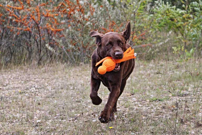 Fit und Fun Hundeschule Markkleeberg