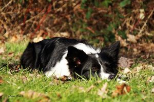 Terminkalender Hundeschule Markkleeberg