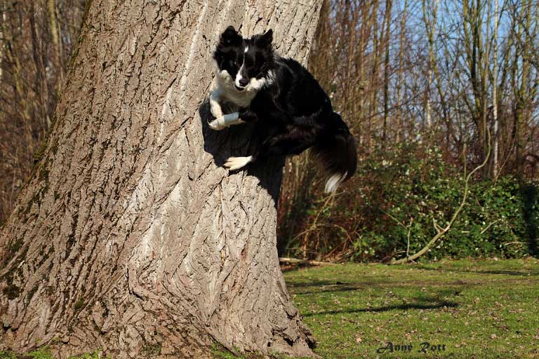 Hundeschule Sabine Bremer Trick Dogging